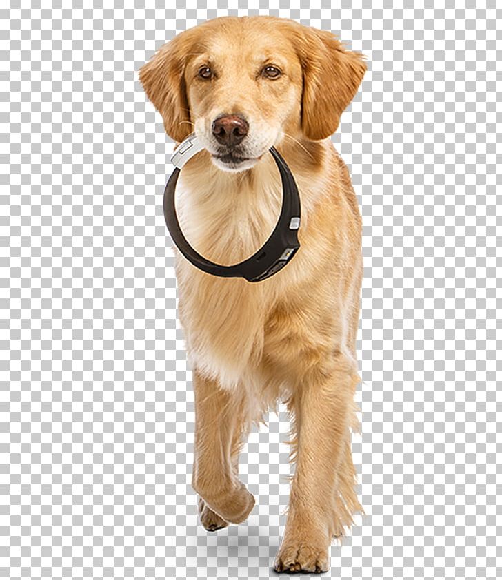 Dog Collar Fitbit Pet Cat PNG, Clipart, Carnivoran, Cat, Collar, Companion Dog, Dog Free PNG Download