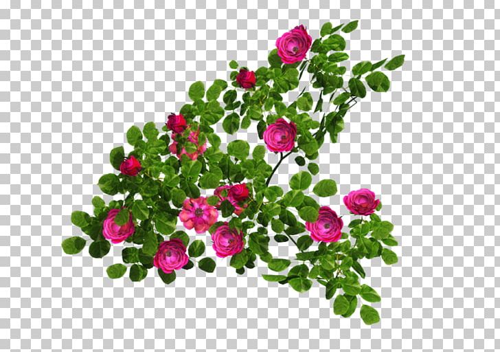 Rosa Multiflora Shrub Vine Flower PNG, Clipart, Annual Plant, Art, Bahar, Bahar Cicekleri, Bahce Free PNG Download