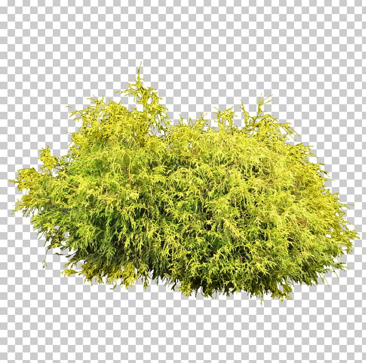 Shrub Tree PNG, Clipart, Bush, Clip Art, Computer Icons, Evergreen, Grass Free PNG Download