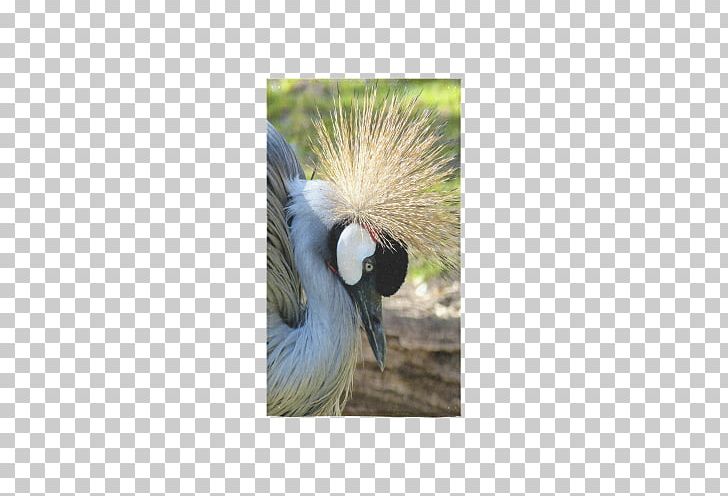 Bird Crane Beak Feather Wing PNG, Clipart, Animals, Beak, Bird, Crane, Crane Like Bird Free PNG Download