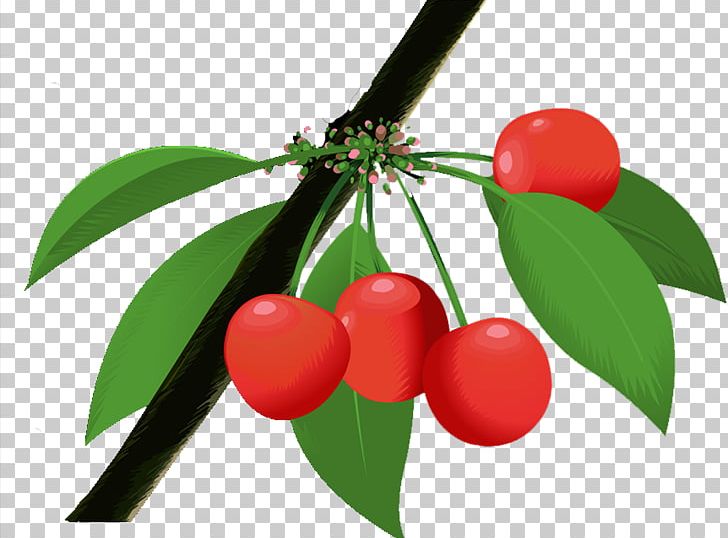 Cherry Berry Natural Foods PNG, Clipart, Beautiful, Berry, Cherries, Cherry, Cherry Blossom Free PNG Download