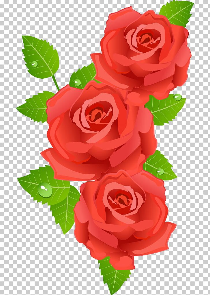 Data PNG, Clipart, Beach Rose, Begonia, China Rose, Cut Flowers, Data Free PNG Download