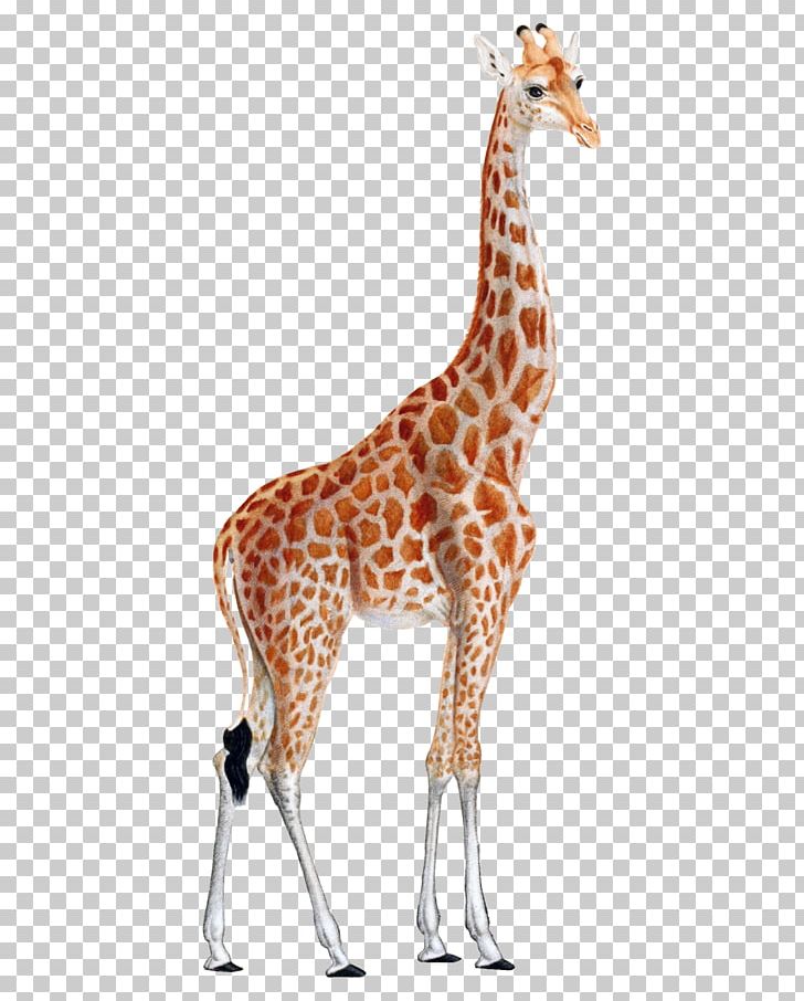 Leopard Animal Print Printing West African Giraffe Illustration PNG, Clipart, Animal, Animals, Antique, Chromolithography, Drawing Free PNG Download
