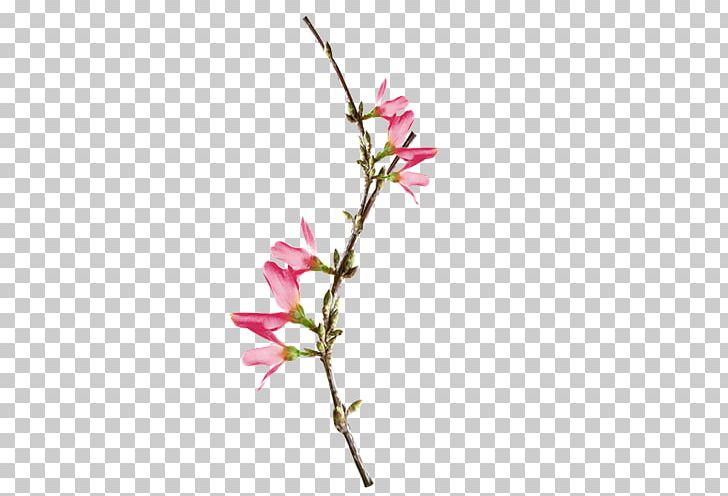 Pink Flower PNG, Clipart, Art, Blossom, Branch, Bud, Cherry Blossom Free PNG Download