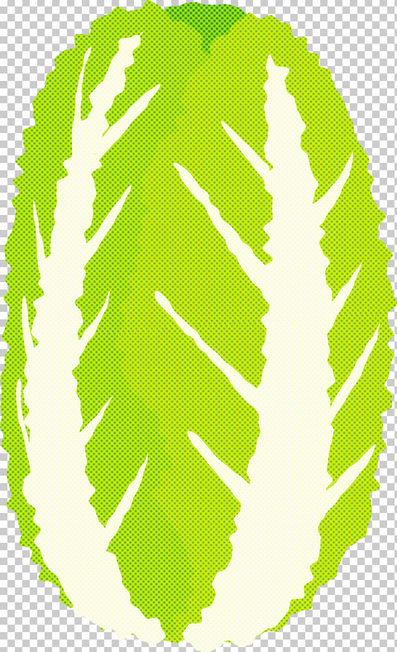 Nappa Cabbage PNG, Clipart, Leaf, Nappa Cabbage, Plant Free PNG Download