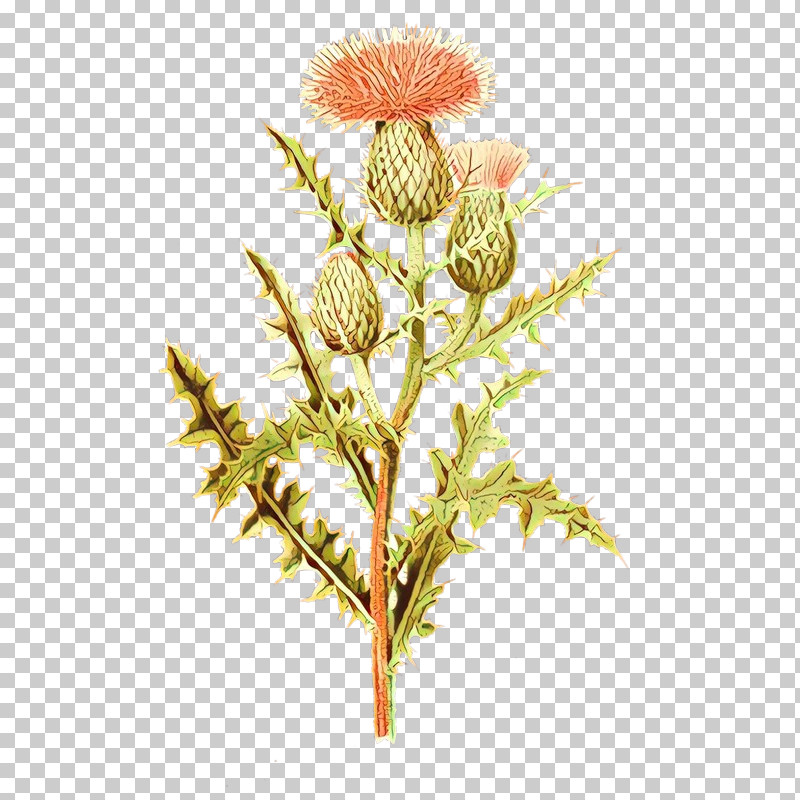 Flower Plant Thistle PNG, Clipart, Flower, Plant, Thistle Free PNG Download