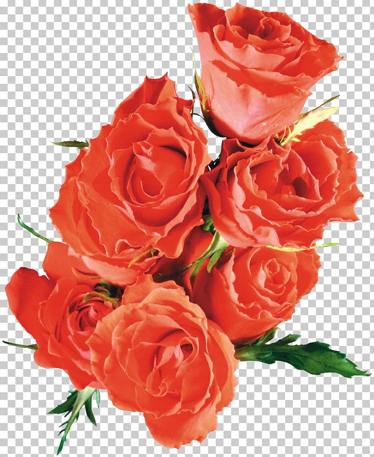 Beach Rose Flower Garden Roses If(we) PNG, Clipart, Artificial Flower, Beach Rose, Cut Flowers, Download, Floral Design Free PNG Download