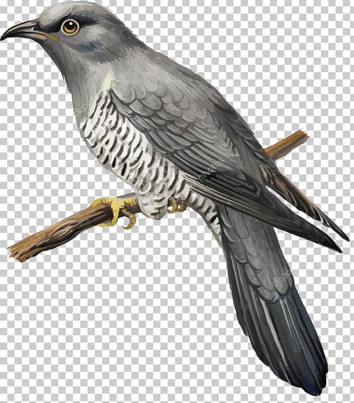 Bird Graphics Illustration Penguin PNG, Clipart, Animals, Beak, Bird, Bird Of Prey, Common Free PNG Download