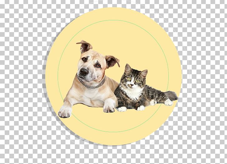 Dog Cat Pet Ferret Horse PNG, Clipart, Animals, Animal Shelter, Board, Carnivoran, Cat Like Mammal Free PNG Download