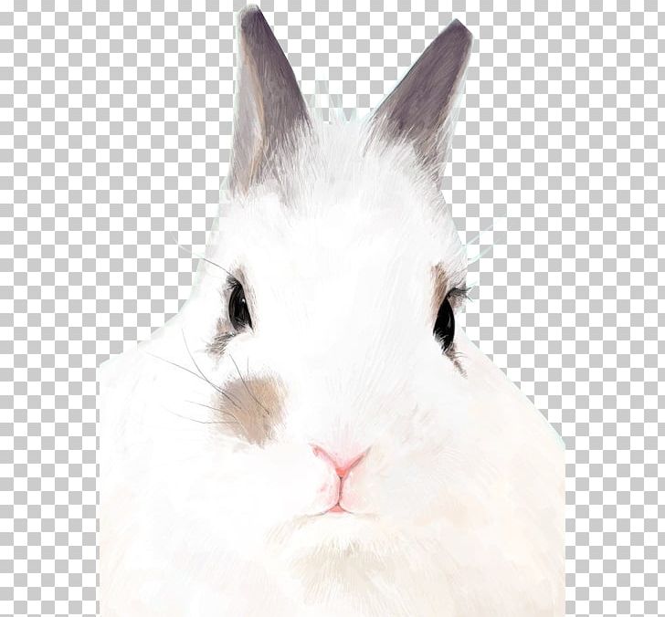 Domestic Rabbit Hare Whiskers Fur PNG, Clipart, Animal, Animals, Cartoon Rabbit, Domestic Rabbit, Fauna Free PNG Download