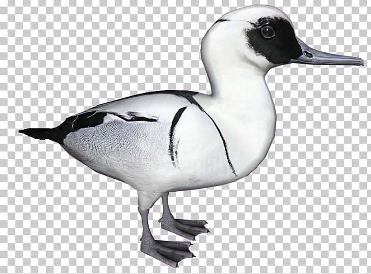 Seaducks Goose Smew Animal PNG, Clipart, Animal, Animals, Art, Beak, Bird Free PNG Download