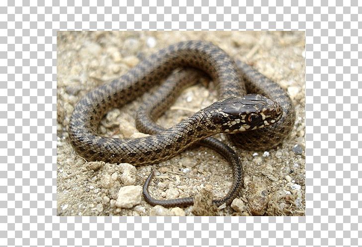 Sidewinder Kingsnakes Hognose Snake Grass Snake PNG, Clipart, Animal, Animals, Colubridae, Common Garter Snake, Garter Snake Free PNG Download