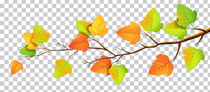 Autumn Leaf Color PNG, Clipart, Autumn, Autumn Leaf Color, Autumn Leaves, Branch, Color Free PNG Download