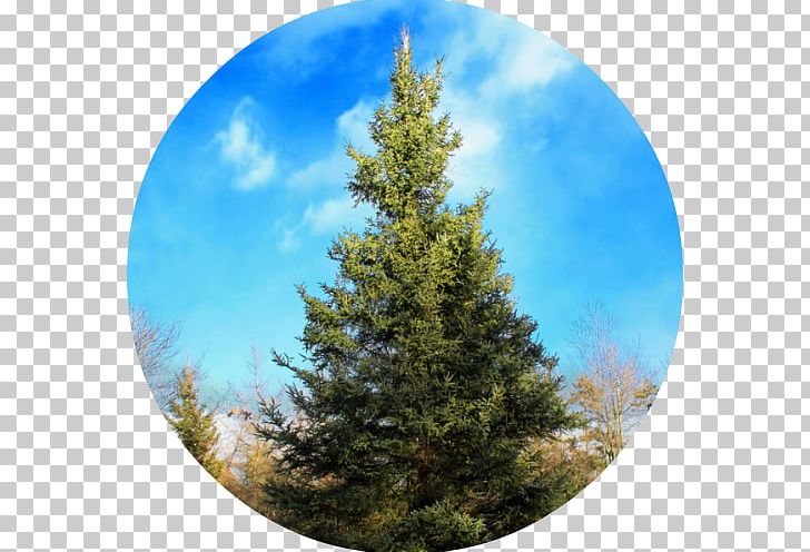 Black Spruce Conifers Larch White Spruce Balsam Fir PNG, Clipart, Balsam Fir, Biome, Blue Spruce, Christmas Ornament, Christmas Tree Free PNG Download