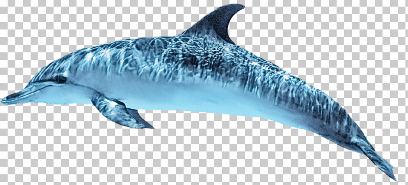 Dolphin Rough-toothed Dolphin Spinner Dolphin Short-beaked Common Dolphin White-beaked Dolphin PNG, Clipart, Bottlenose Dolphin, Cetaceans, Dolphin, Longbeaked Common Dolphin, Roughtoothed Dolphin Free PNG Download