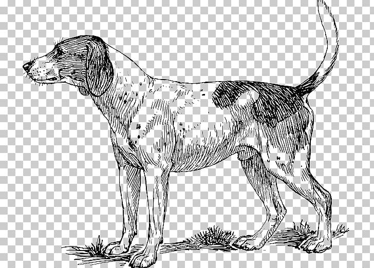 Beagle Basset Hound Pointer Bloodhound Puppy PNG, Clipart, American Foxhound, Basset Hound, Beagle, Birds Eye View Burger, Black And White Free PNG Download