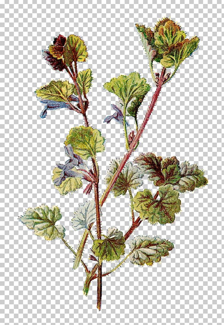 Botanical Illustration Botany PNG, Clipart, Art, Botanical Illustration, Botany, Branch, Clip Art Free PNG Download