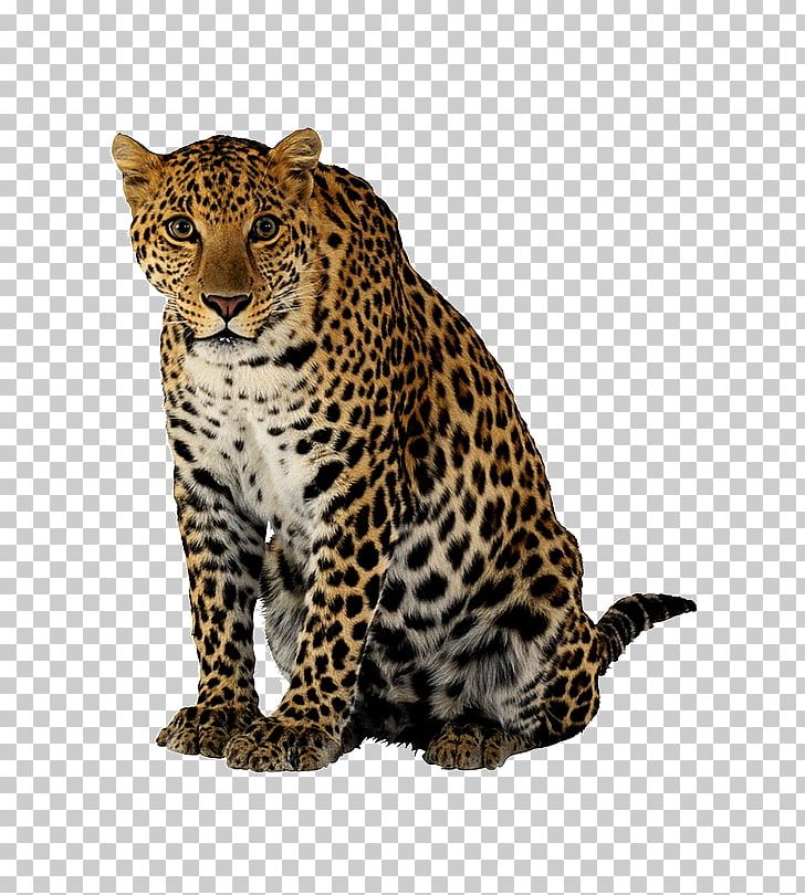 Cheetah Leopard Lion Felidae Portable Network Graphics PNG, Clipart, Animals, Big Cat, Big Cats, Carnivoran, Cat Like Mammal Free PNG Download