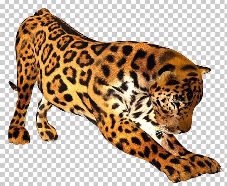 Leopard Felidae Tiger Lion Cheetah PNG, Clipart, Animal, Animal Figure, Animals, Big Cats, Carnivoran Free PNG Download