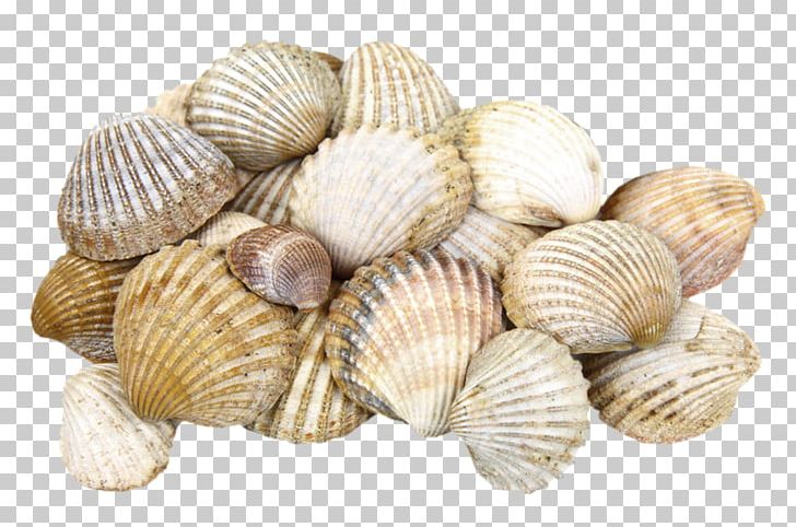 Shore Seashell Cockle Clam PNG, Clipart, Animals, Animal Source Foods, Beach, Clams Oysters Mussels And Scallops, Coast Free PNG Download