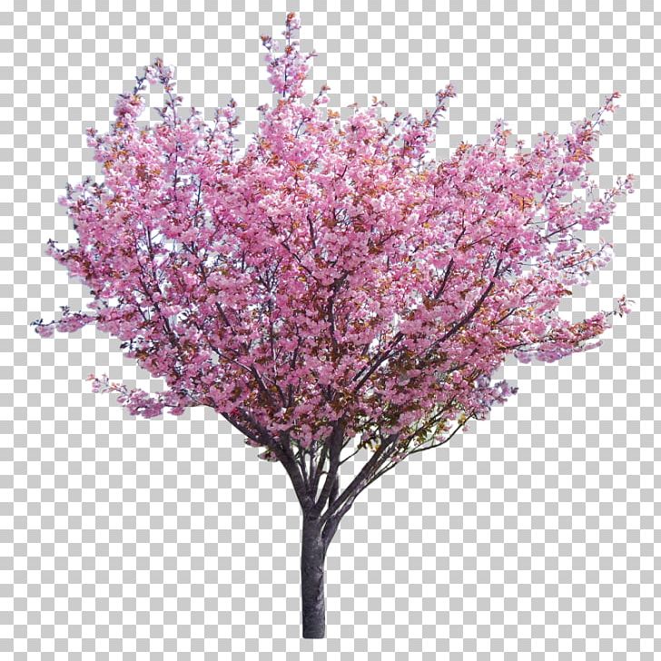Eastern Redbud Tree Western Redbud Branch PNG, Clipart, Arboriculture, Arborist, Blossom, Branch, Bud Free PNG Download