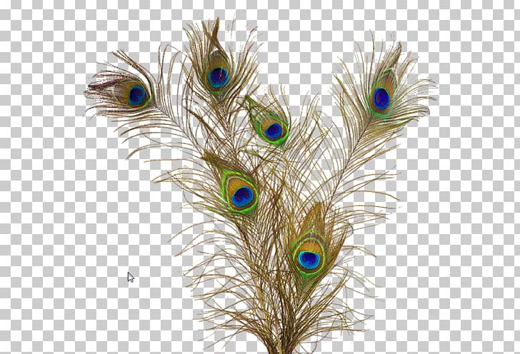Feather Peafowl PNG, Clipart, Animals, Asiatic Peafowl, Beak, Bird, Computer Icons Free PNG Download