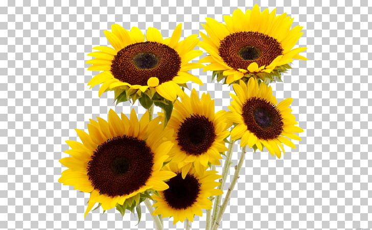 Common Sunflower Flower Bouquet Vase PNG, Clipart, Blue, Bottle, Daisy Family, Drawing, Floristry Free PNG Download