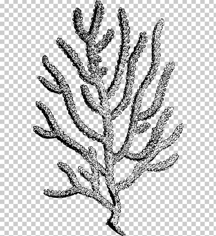 Coral Reef Sea Anemones And Corals Invertebrate Reef Aquarium PNG, Clipart, Black And White, Black Coral, Branch, Coral, Coral Reef Free PNG Download