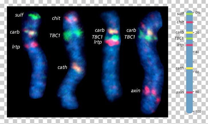Human Genome Project Fluorescence In Situ Hybridization Chromosome Gene Mapping PNG, Clipart, Display Device, Dna, Fluorescence, Gene, Gene Map Free PNG Download