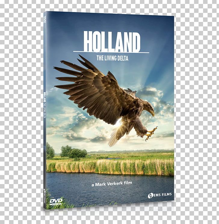 Netherlands Documentary Film Landscape Nature PNG, Clipart, Advertising, Beak, Bird, Bird Of Prey, Documentary Film Free PNG Download