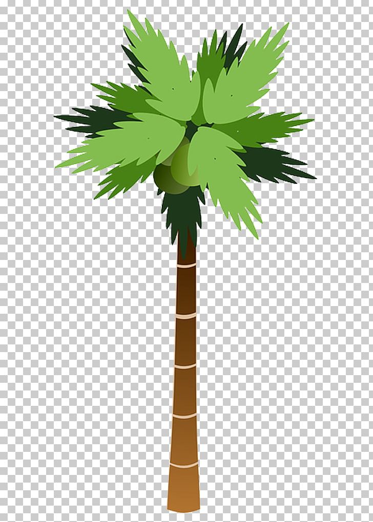 Arecaceae Tree Coconut PNG, Clipart, Arecaceae, Arecales, Asian Palmyra Palm, Borassus Flabellifer, Cartoon Free PNG Download