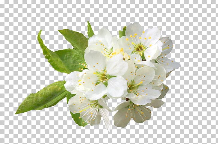 Gratis PNG, Clipart, Blossom, Branch, Cherry Blossom, Christmas Decoration, Concepteur Free PNG Download