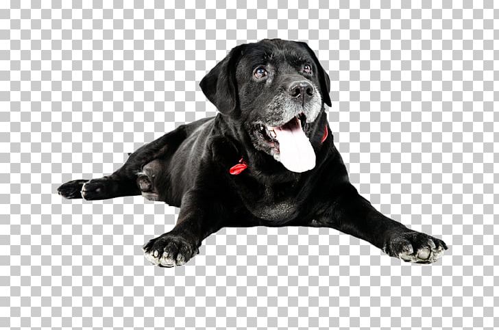 Labrador Retriever Cat Dog Breed Veterinarian Pet PNG, Clipart, Animals, Carnivoran, Cat, Dard, Dog Free PNG Download