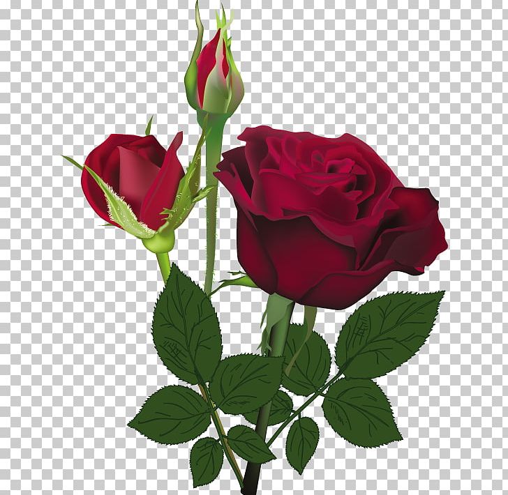 Rose Flower Red White PNG, Clipart, Bud, Color, Cut Flowers, Download, Floribunda Free PNG Download