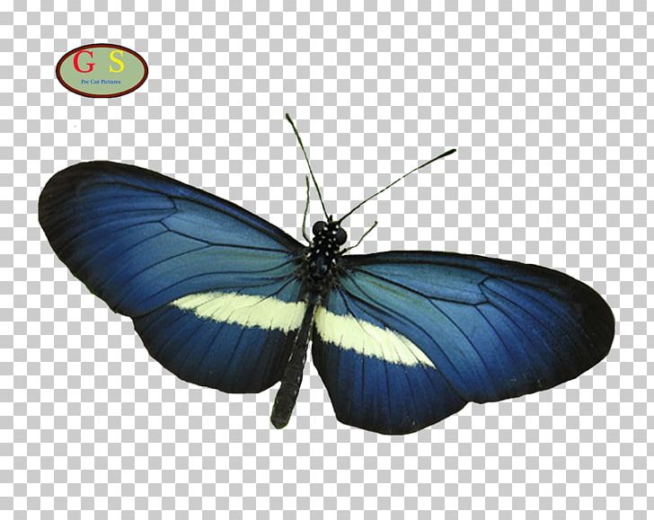 Zenden Studios Some Other Lives Pieridae Butterflies And Moths PNG, Clipart, Arthropod, Brush Footed Butterfly, Butterflies And Moths, Butterfly, Film Free PNG Download