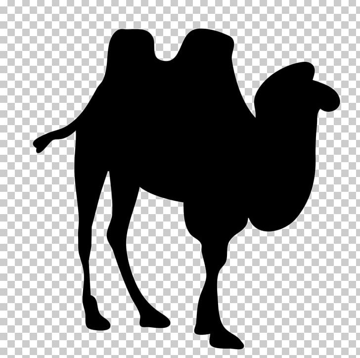 Dromedary Bactrian Camel Silhouette PNG, Clipart, Animals, Arabian Camel, Bactrian Camel, Black And White, Camel Free PNG Download