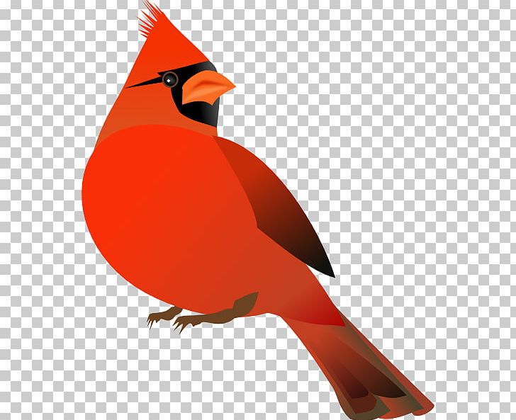 Northern Cardinal Free Content PNG, Clipart, Beak, Bird, Cardinal, Cardinals Cliparts, Cartoon Free PNG Download