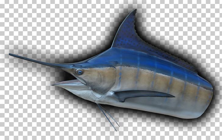 Swordfish Tiger Shark Requiem Sharks PNG, Clipart, Animals, Billfish, Biology, Blue Marlin, Bony Fish Free PNG Download
