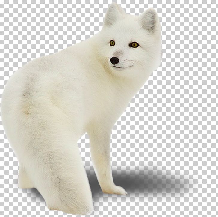 Arctic Wolf Fox PNG, Clipart, Animal, Animals, Archive File, Arctic Fox, Carnivoran Free PNG Download
