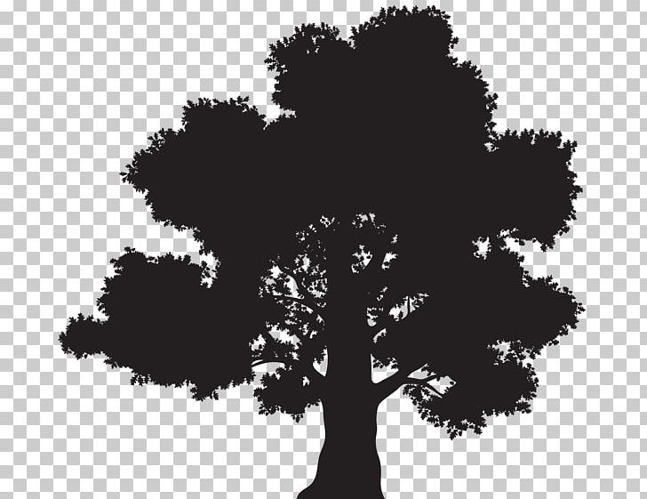 Oak Tree Leaf PNG, Clipart, Black And White, Branch, Can Stock Photo, Crown, Drawing Free PNG Download