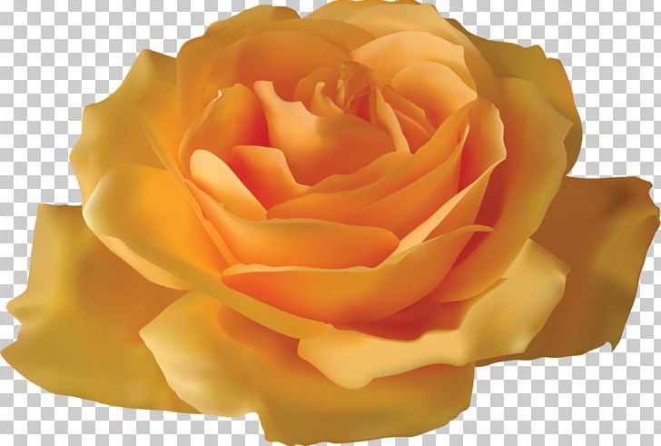 Rose Yellow Flower PNG, Clipart, Blue Rose, Celebration, Christmas Decoration, Color, Cut Flower Free PNG Download