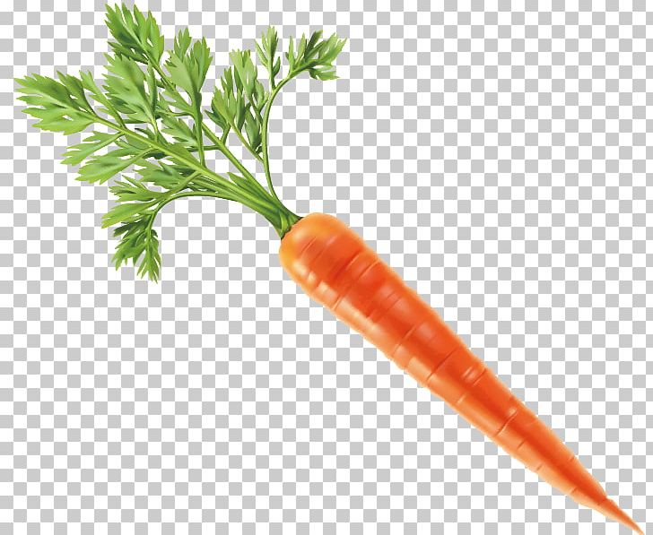 Vegetable Carrot Fruit PNG, Clipart, Bunch Of Carrots, Carrot Cartoon, Carrot Juice, Carrots, Carrot Vector Free PNG Download