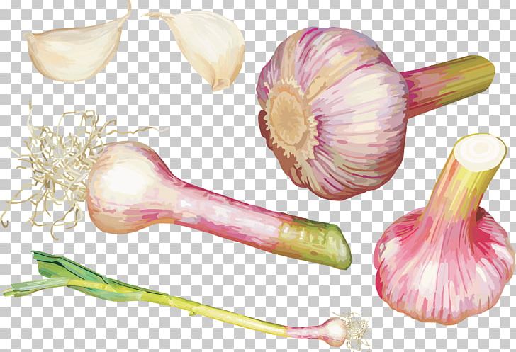 Vegetable Garlic Shallot PNG, Clipart, Condiment, Encapsulated Postscript, Food, Food Drinks, Garlic Free PNG Download