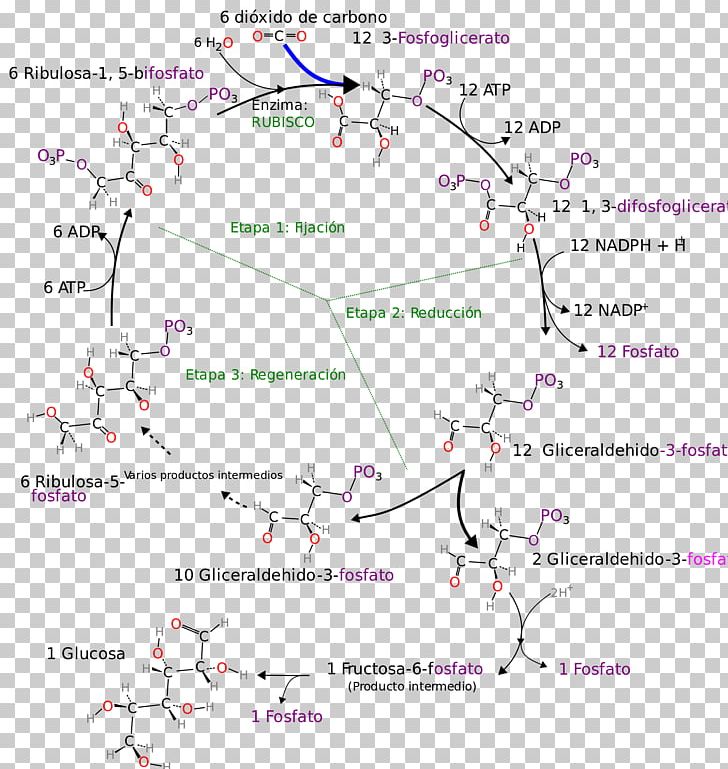 Calvin Cycle Photosynthesis Citric Acid Cycle Ribulose 1 PNG, Clipart, 3phosphoglyceric Acid, Anabolism, Angle, Area, Biochemistry Free PNG Download