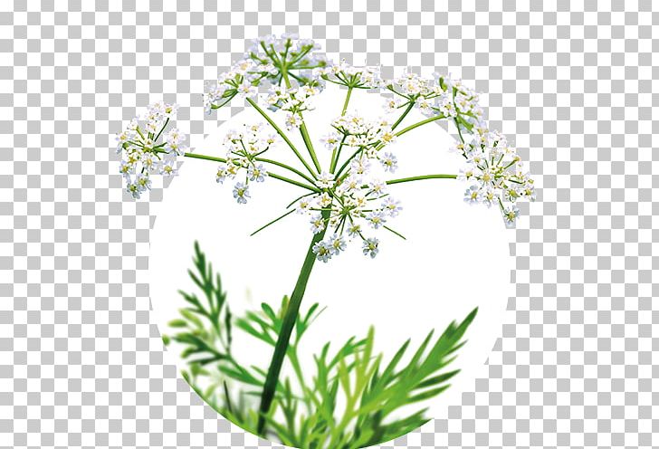 Cow Parsley Caraway Iberogast Sweet Cicely Plant PNG, Clipart, Abdominal Pain, Anthriscus, Apiales, Burning Chest Pain, Caraway Free PNG Download