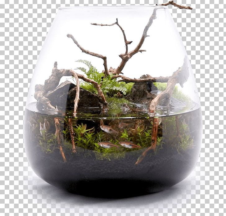 Houseplant 苔(コケ)のインテリア コケリウム Akwaterrarium PNG, Clipart, Akwaterrarium, Container, Flowerpot, Glass, Houseplant Free PNG Download