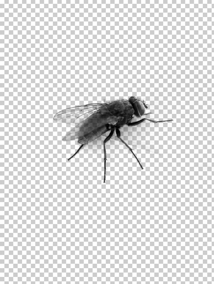 Insect Fly PNG, Clipart, Animals, Arthropod, Black And White, Clip Art, Clipping Path Free PNG Download