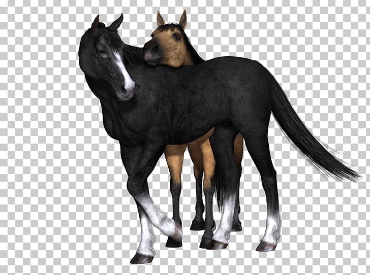 Foal Mustang Photo Manipulation PNG, Clipart, Animal, Animal Sauvage, Black, Brown, Clipping Path Free PNG Download