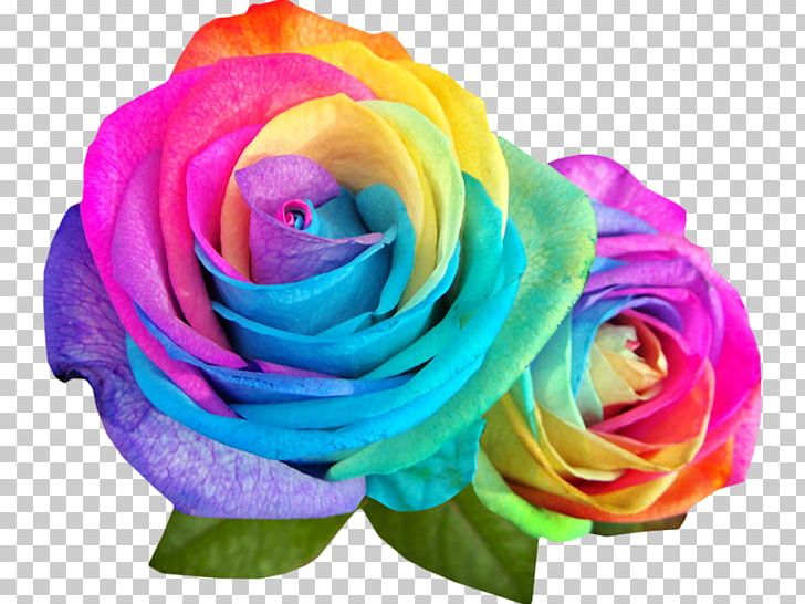 real rainbow rose garden