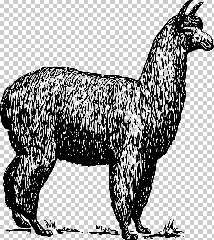 Alpaca Fiber Llama PNG, Clipart, Alpaca Fiber, Animal Figure, Animals, Black And White, Camelids Free PNG Download